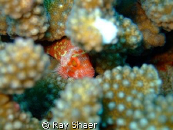 Spotted Coral Hawkfish playing Hide and seek is the way t... by Ray Shaer 